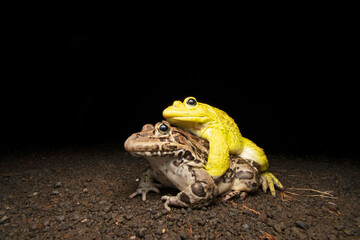 Indian bull frog mating, Hoplobatrachus tigerinus, Satara, Maharashtra, India