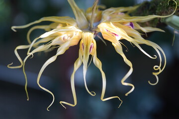 Bulbophyllum binnendijkii is a species of orchid (Orchidaceae family) belonging to the genus...