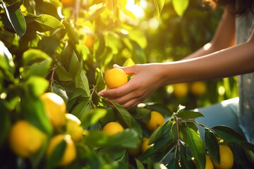 A close -up of a young woman harvesting lemon on a farm. The background of the beautiful sunlight. Production concept suitable for agriculture and industry.