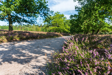 Blooming heather by a footpath through heathland