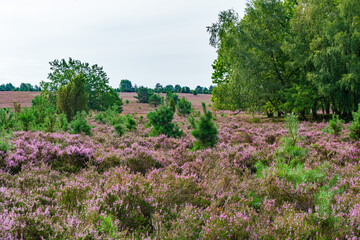 Blooming heather in a typical landscape of Luneburg Heath
