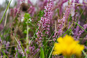 Detail of a flowering heather plant in german landscape