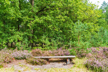 A welcome break at a walk through the heather landscape