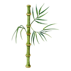 Bamboo stem with branches and green leaves watercolor illustration isolated on white background. Tropical nature hand drawn realistic clipart