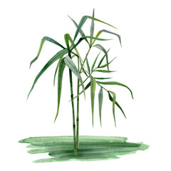 Watercolor growing bamboo stems with branches and leaves on grass illustration isolated on white background. Tropical nature hand drawn realistic clipart