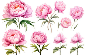 Watercolor image of a set of peony flowers on a white background - obrazy, fototapety, plakaty