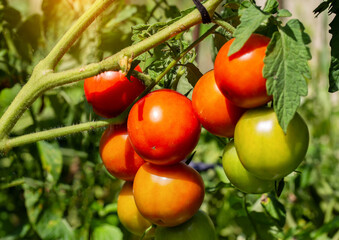 Ripening branch of red and green tomato. Juicy vegetables. Agriculture, growing vegetables on the ground. Close-up. Solar