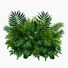 tropical leaves and Fern plant hedge isolated on a transparent background. Lush green leaves bush. 