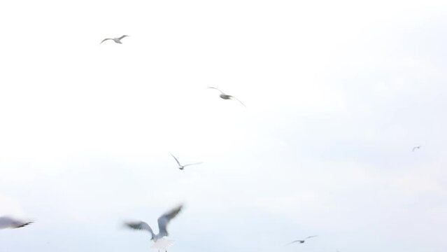 Flocks of seagulls