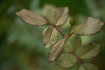  a leaf with water droplets on it