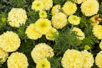 yellow chrysanthemum background