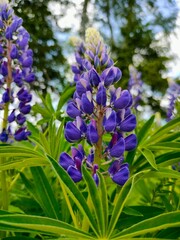 Purple Lupine flowers, wild flowers growing by the road