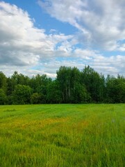 grass and blue sky, beautiful cumulus clouds. Peaceful and peaceful atmosphere