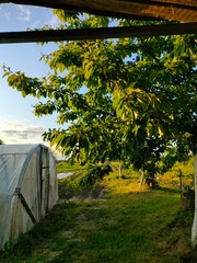 A quiet village in Belarus. vegetable garden behind the house. greenhouse in summer