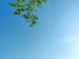 clear sky and fresh leaf. close up of two different trees with fresh leaves on a clear sky background. fresh green leaves. green leaf tree branch on clear sky background. Green leaves with blue sky.