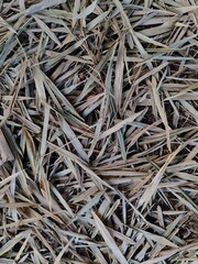 close up of a bark. grass background and texture.