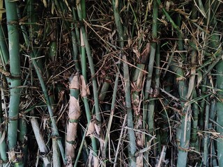 bamboo forest background. bamboo forest in the morning. background and texture. 