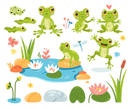 Cartoon frog amphibian mascot, tadpole, frogspawn, water lilies and beautiful pond isolated set