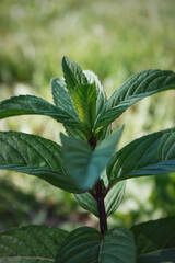Photo of a plant, mint, on a green background in sunlight