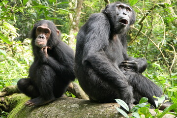 Chimpanzee Family Bonds in Kibale National Park
