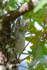 eastern screech owl - Megascops Asio - fledgling perched on tree branch camouflage next to trunk of turkey oak tree - Quercus laevis - content peaceful calm adorable cute