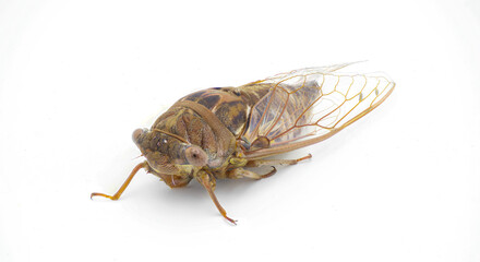 Very large Resonant Cicada or Southern pine barrens cicada fly - Megatibicen resonans - a loud insect at the end of summer in southeastern United States. isolated on white background front face view