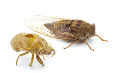 Very large Resonant Cicada or Southern pine barrens cicada fly - Megatibicen resonans - a loud insect at the end of summer in Florida. With exudate. isolated on white background front side view