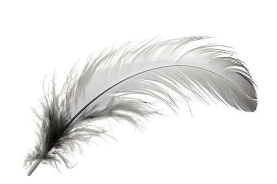 Black and white feather PNG image with transparent background