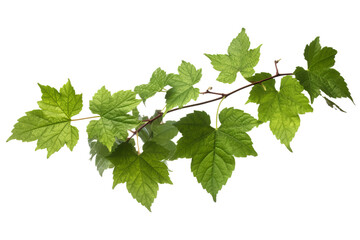 Wild grape vine leaves with green colors isolated on transparent background - PNG with high resolution - obrazy, fototapety, plakaty
