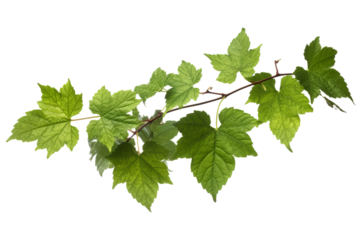 Wild grape vine leaves with green colors isolated on transparent background - PNG with high resolution