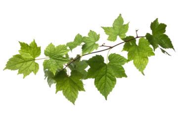 Fotobehang Wild grape vine leaves with green colors isolated on transparent background - PNG with high resolution © Ameer
