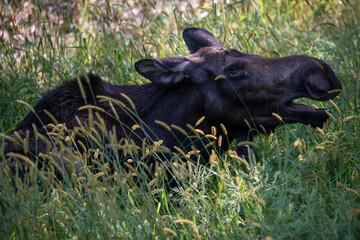 Female moose laying in the grass, Headshot