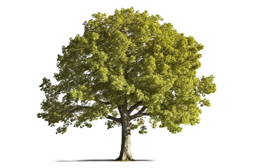 European ash tree with green leaves and gray bark isolated on a transparent background