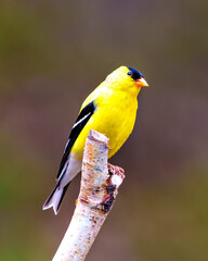 American Goldfinch Photo and Image. Male close-up side view perched on a birch branch tree with a colourful background in its environment and habitat.