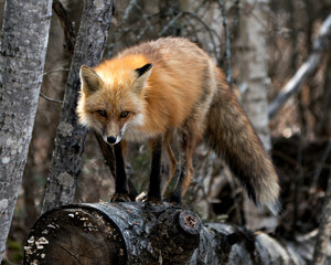 Red Fox Photo Stock. Fox Image. Close-up profile view standing on a log  in the spring season with blur forest background in its environment and habitat. Picture. Portrait. Photo.