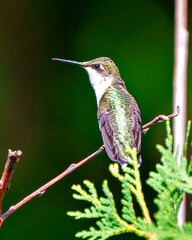 Hummingbird Photo and Image. Close-up rear view perched on a branch displaying beautiful metallic green colour feather plumage, long beak, eye with a green background in its environment.