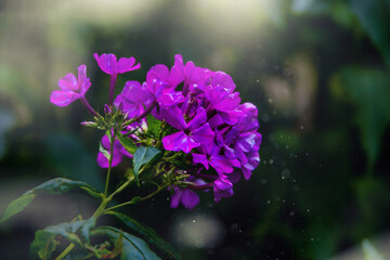 urple geranium in the garden on a green boho bokeh background