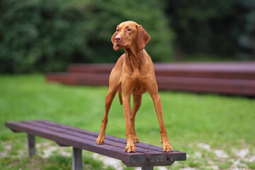 Adorable Hungarian Vizsla dog posing outdoors standing on a brown wooden bench in summer