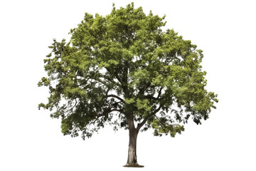 American elm tree PNG with green leaves and brown trunk isolated on transparent Background - high quality image of a deciduous tree with green leaves and brown bark