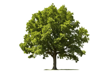 Fototapeta na wymiar American elm tree PNG with green leaves and brown trunk isolated on transparent Background - high quality image of a deciduous tree with green leaves and brown bark