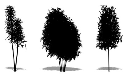 Set or collection of Bamboo trees as a black silhouette on white background. Concept or conceptual vector for nature, planet, ecology and conservation, strength, endurance and  beauty