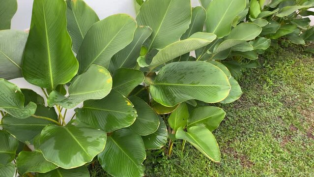 Helicon plants being watered