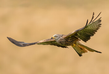 Red kite