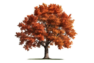 Northern Red Oak tree (Quercus rubra) isolated on transparent background - high quality PNG of a deciduous tree native to North America - obrazy, fototapety, plakaty
