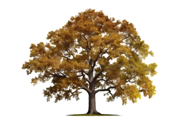 Foto op Canvas Northern Red Oak tree (Quercus rubra) isolated on transparent background - high quality PNG of a deciduous tree native to North America © Ameer