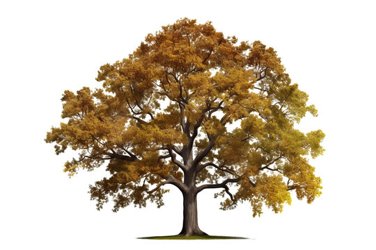 Northern Red Oak tree (Quercus rubra) isolated on transparent background - high quality PNG of a deciduous tree native to North America