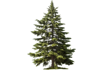 Fir tree with green leaves and brown trunk isolated on transparent background - Christmas tree isolated on transparent background
