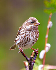 Sparrow Photo and Image.  Close up front view perched on a branch with green background in its environment and habitat surrounding.