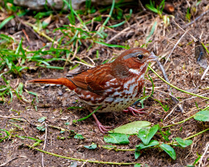 Fox Sparrow Photo and Image.  Close up side view standing on ground with foliage background in its environment and habitat surrounding.