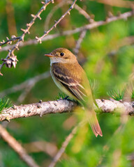 Willow Flycatcher Photo and Image. Flycatcher close-up side view perched on a branch with green background in its environment in the summer season.